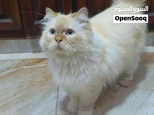 قط ذكر مكس للبيع
