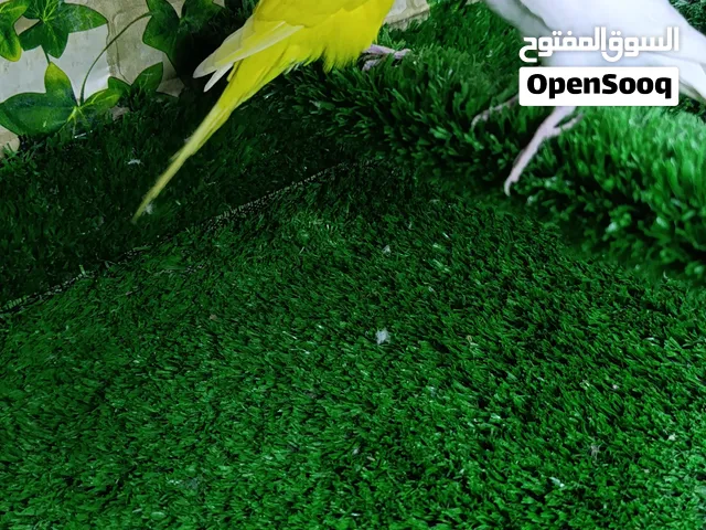 متاح زوج هاجرمو خط اول فول وردات دبل كرست