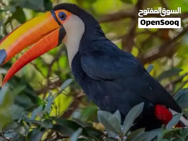 الي عنده هذا الطير و يبغي يبيعه تراني شراي بس حسب القيمه if someone have this kind of bird and want