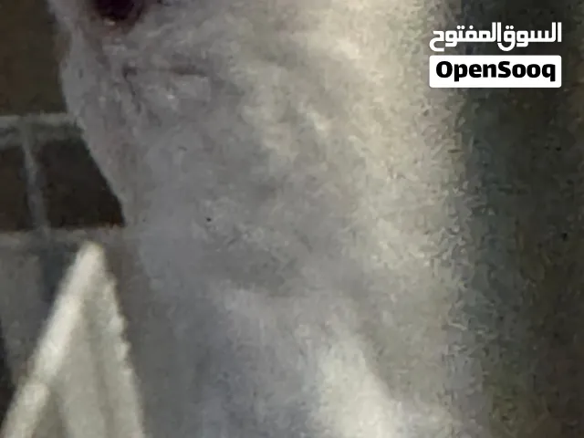 ببغاء حب عين حمرا