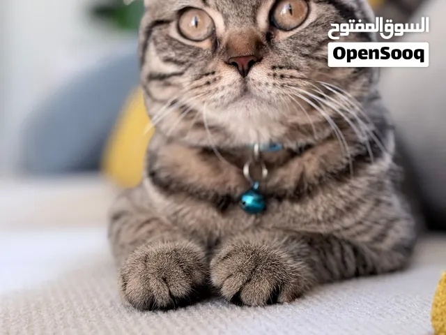 Male cat foe sale