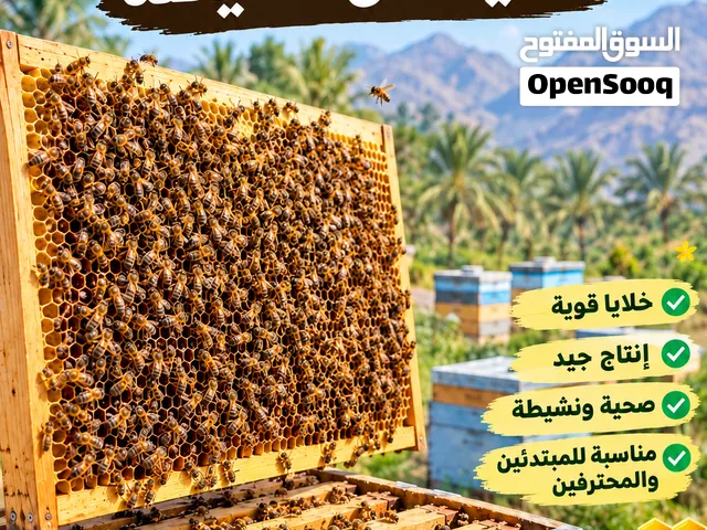 خلايا نحل نشيطه تواصل ع رقم بالصوره