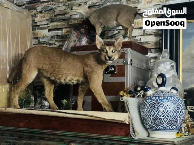 حيوان الوشق العربي محنط