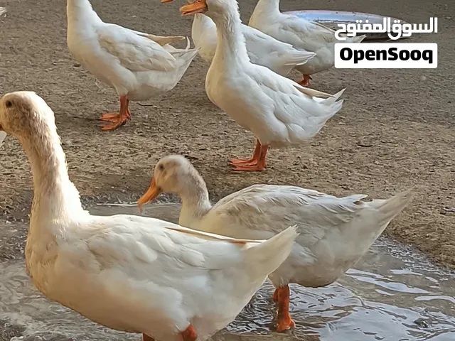 بط للبيع صيني بكيني ذكور واناث