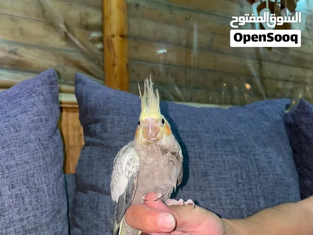 فراخ كوكتيل عمر شهر عجينة بتشكلهم زي ما بدك