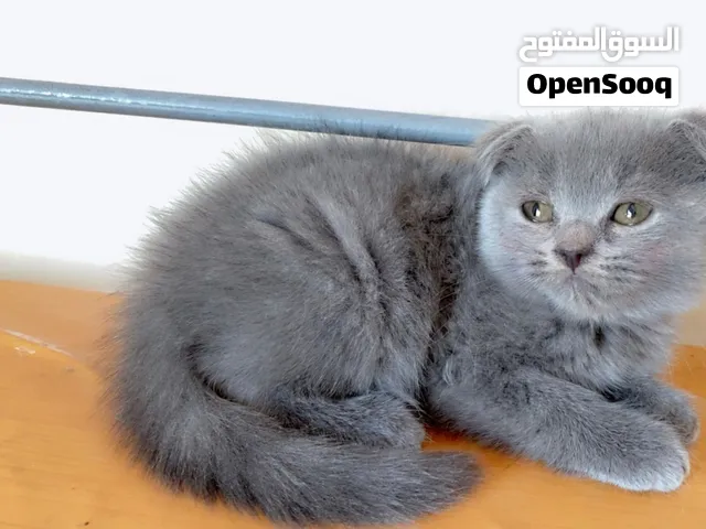 القط البريطاني البيور