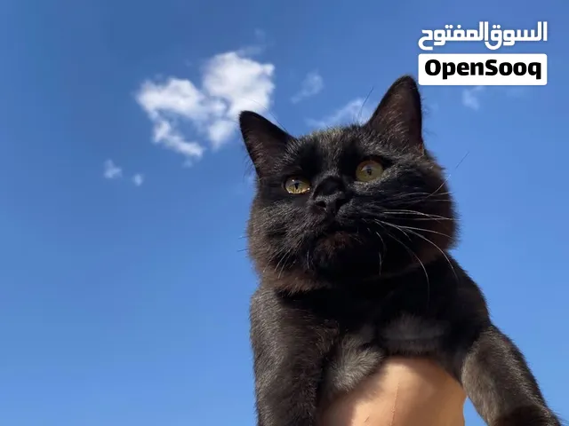 قطط نوع شيرازي للتبني الأم الرصاصيه وابنها لون اسود وبني مكس مكاني بغداد الدوره