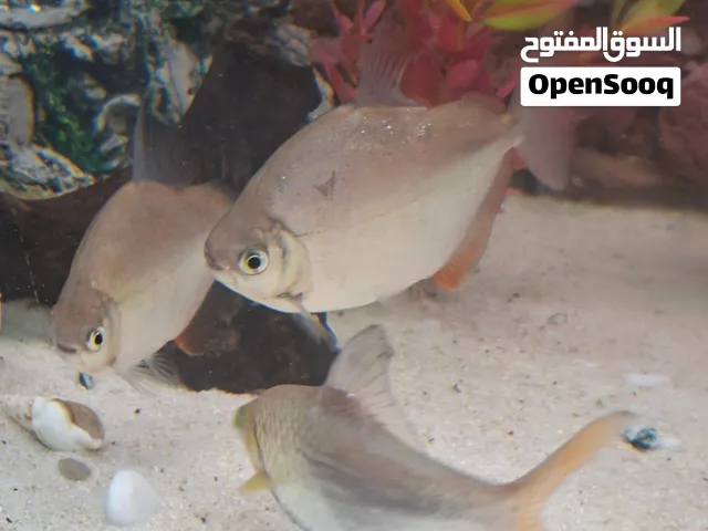 big fishes