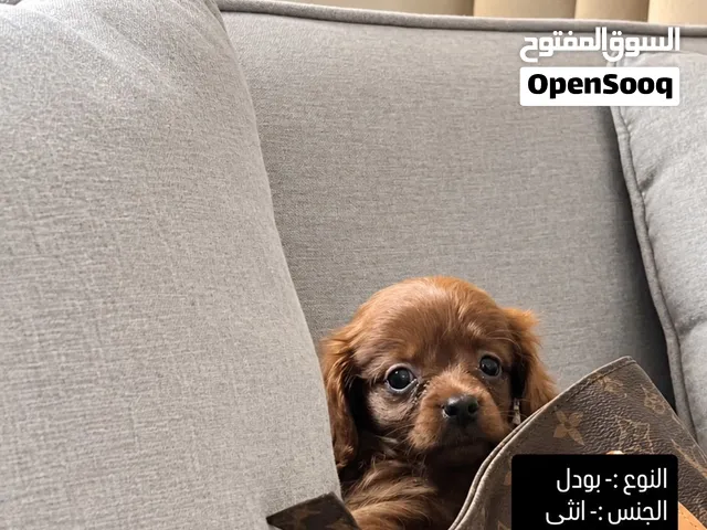 بودل انثى
