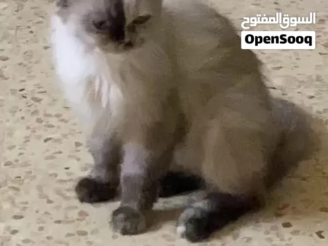 انثى هملايا
