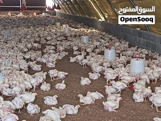 دجاج الوزن قبل الذبح 1300 جرام