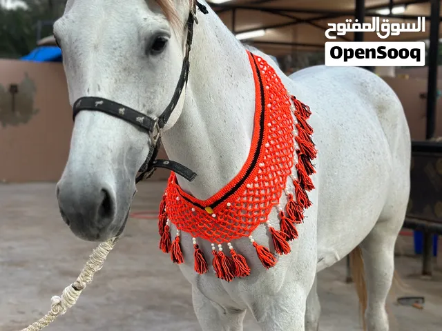 صدرية الخيل ( اكسسوارات الخيل)