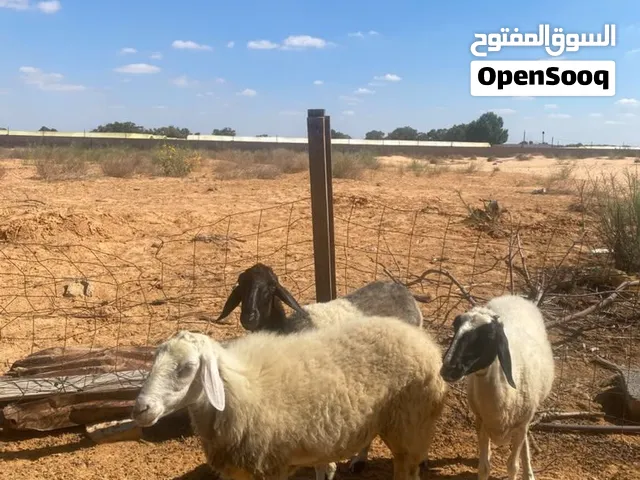 3 نعجات للبيع