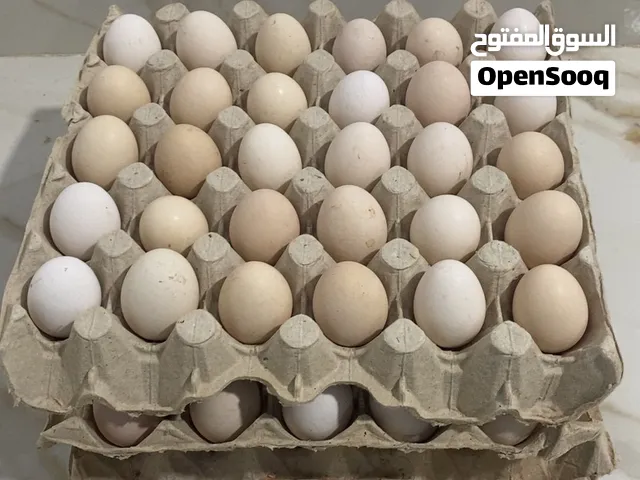يوجد دحي عربي الطبق علي 18دحي امخصب  المكان مصراته