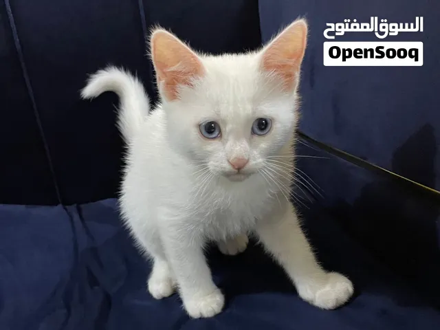بسه شيرازيه صغيره عمرها بحدود شهر ونص إلى شهرين