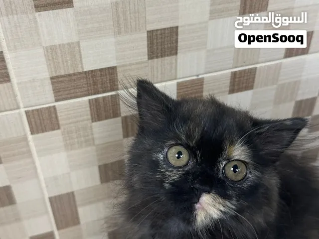 Persian kitten 4 months old