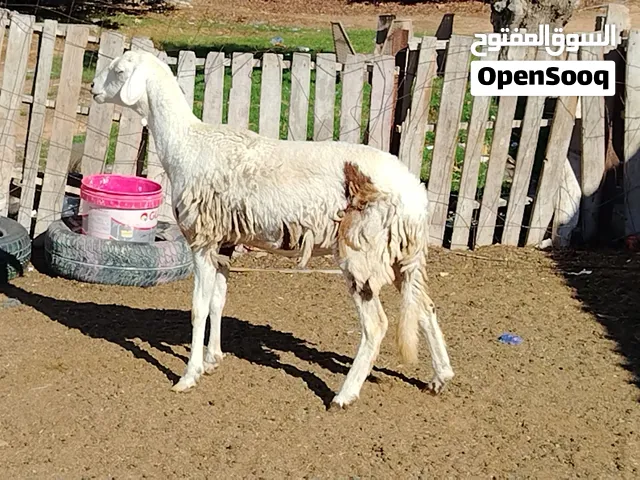 حولية مبدلتش عشرا شهرين ونص تقريبا امها تومية ربي يبارك مكانها صبراتة يوجد توصيل حسب المكان سعر البي