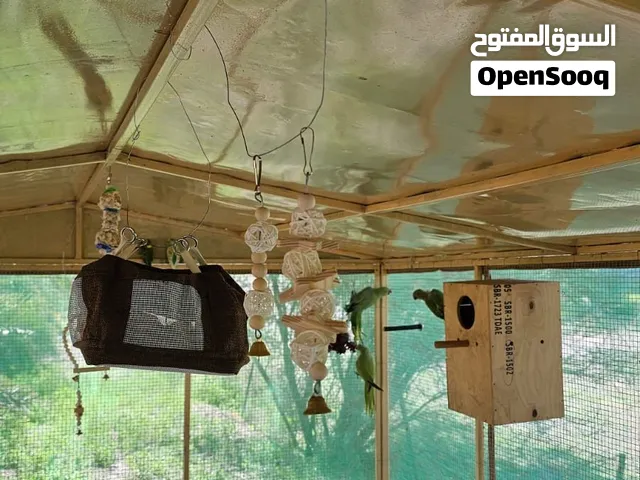 دره محلي للانتاج/ اخر زوج عندي فل مزرعه الزوج على 400 اخر حبه وتنتهي الكميه امس كان زوجين اليوم زوج