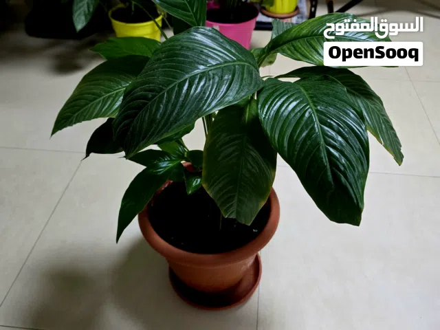 Healthy Peace Lily Indoor Plant with Pot  Air Purifying Home Decor