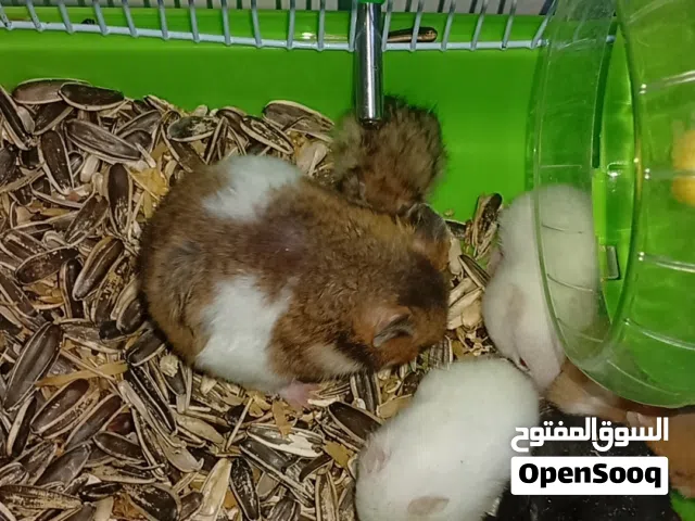هامستر للبيع