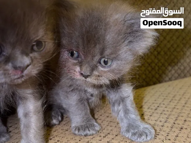 قطط دكر و انتى شيرازي العمر شهر ونص