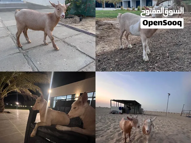 للبيع الثنتين مع بعض
