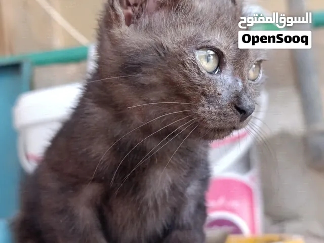 إعطاء قط ذكر صغير للتبني