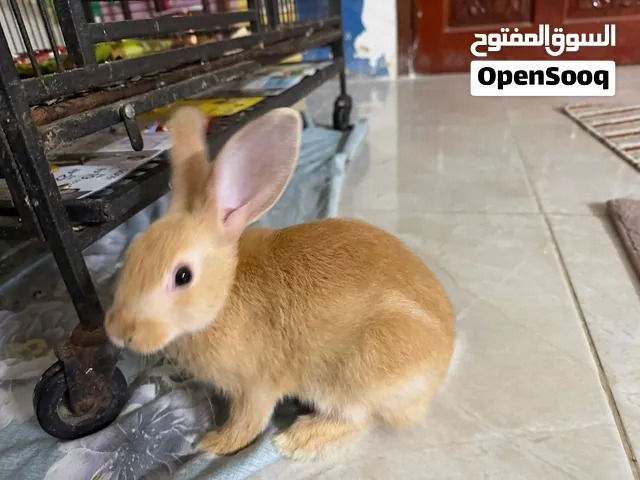 4 weeks old bunny rabbit for sale with cage, bedding, food and toys