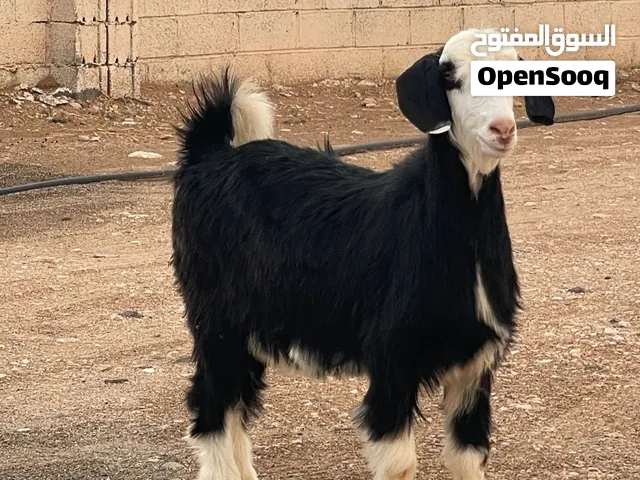 عنز رحبيه ألون الملكي عشار