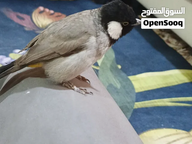 بلبل للبيع مندلاوي طير ربه