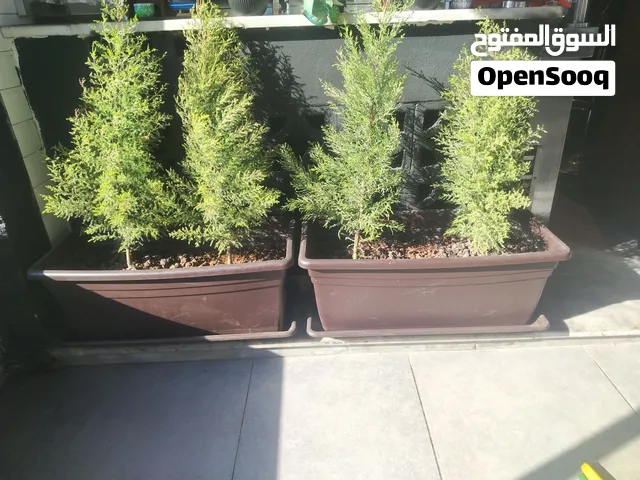 زريعة جولد ستار مع الصحن