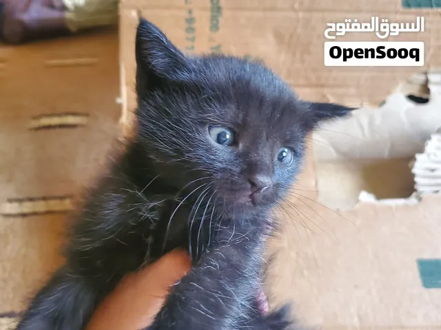 اربع قطط للتبني من يبغاهم يجي خاص انا مااحتاجهم العنوان صنعاء   ذكر و2 اناث