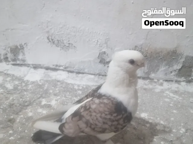 سلام عليكم حمام للبيع أقره الوصف