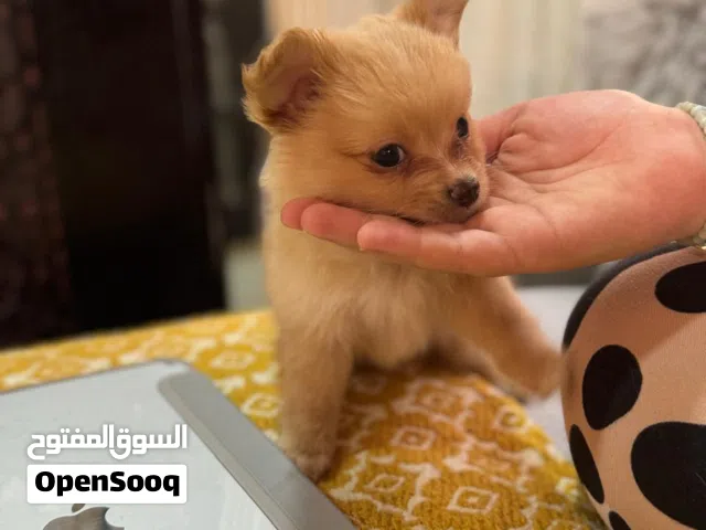 Cute puppies
