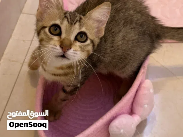 قط للتبني (مجاناً) شيرازي مهجن - العين