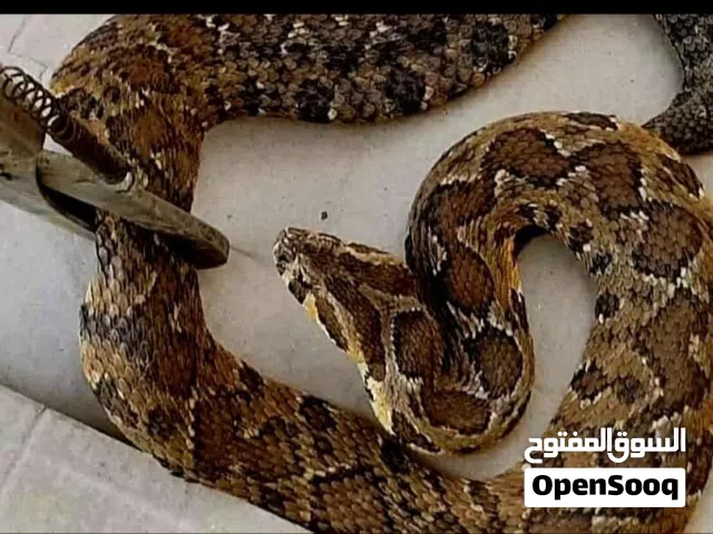 عصاة الزواحف الاصليه