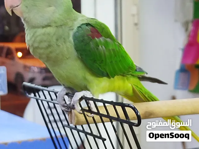 Nepali tamed parrot 4 months old for sale for 95 BD.