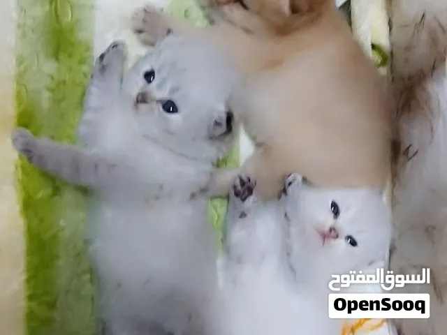سكوتش جولدن. ستريت فولد في انتى الابيض. والدكر الابيض للتبني برسوم
