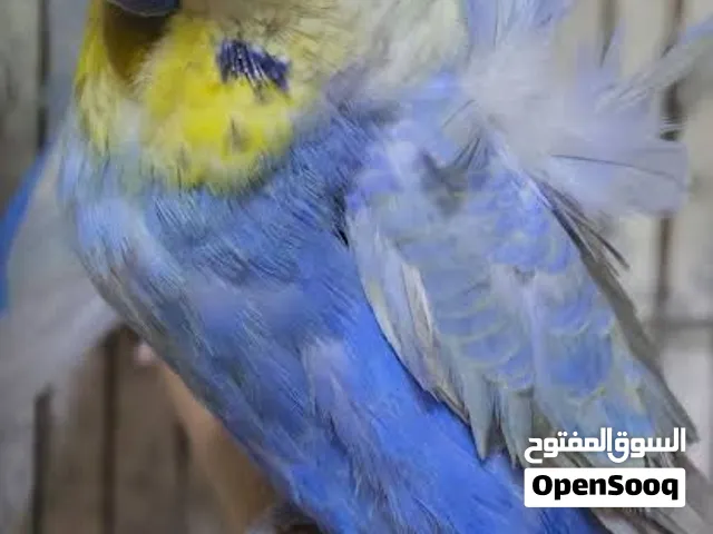 مطلوب ذكر هوغو رومو ريمبو
