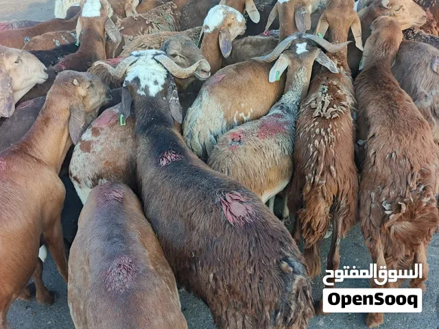 سواكني حمري جذعان مرابي أوزان 33 - 35 بعد الذبح جملة وتفريد