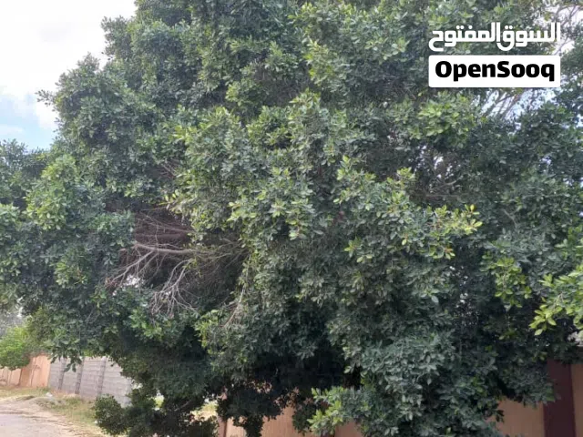 بسم الله الرحمن الرحيم       هناك خدمة تنظيف أشجار وقلع أشجار
