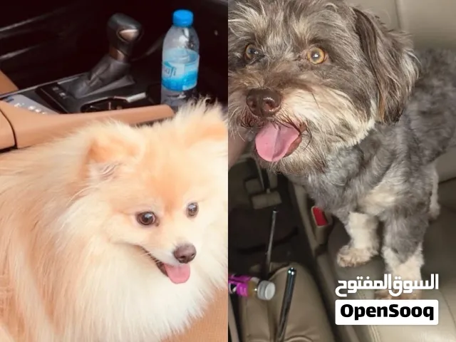 كلب مالتيز و كلب بمرينيوم