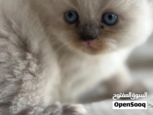 Cat Himalaya