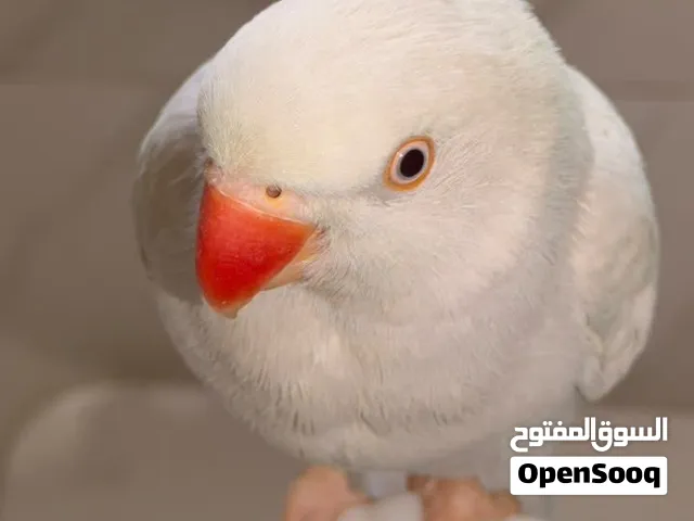 بغبغاء درة الهندية ، انثى ،بيضاء اللون ، اليف هادئ يصعد على اليد ويلعب ،ويحجي ،عمره اكثر من سنه
