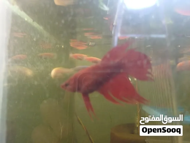 سمك فايتر ذكور واناث........................................د..........
