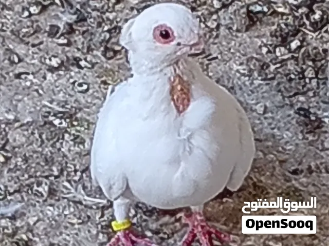 كوم حمام بولندي أبيض بسعر مغري و 5 طيور بلدي بسعر مغريي للغايه