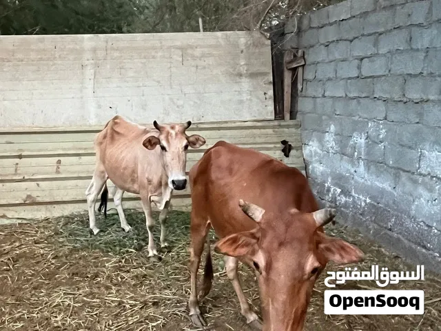 بقر محليات