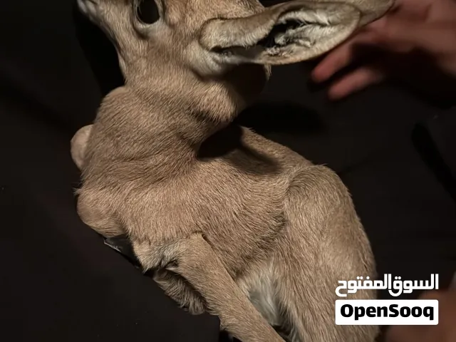 غزال ذكر  العمر/ يومين  مع تصريح