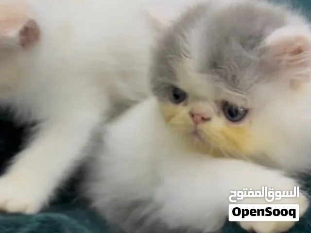 قطط أوكزتيك