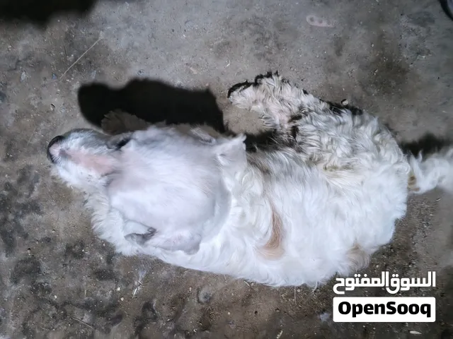 كلب اليف السعر 25وبي مجال حك الجيه  ابو الخصيب محيله شارع الوصطي